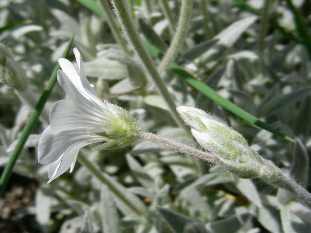 Monte SIRENTE in fiore ... Cerastium tomentosum